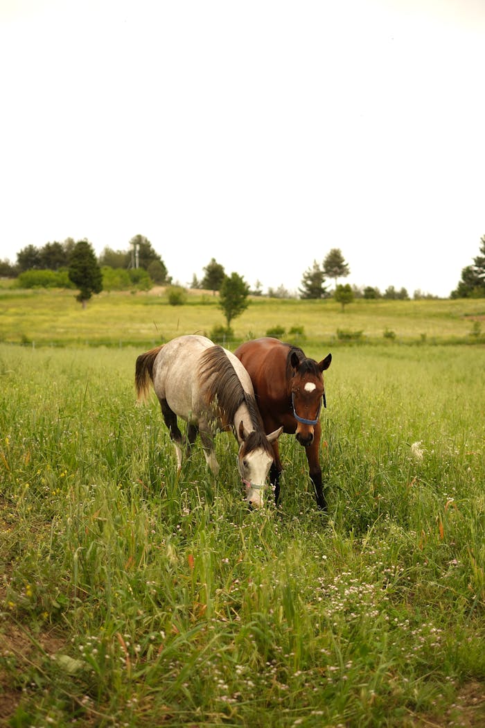 Two horses grazing peacefully in a green pasture on a clear day.