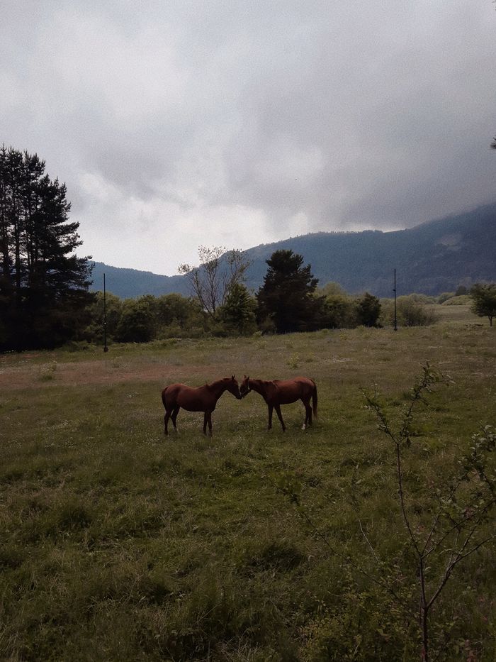 services-02 Two horses peacefully standing in a vast grassy pasture, under an overcast sky.