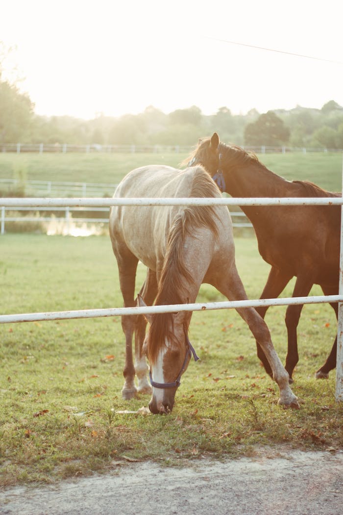 Two horses graze peacefully in a green pasture at sunrise, enclosed by a fence in a rural setting.