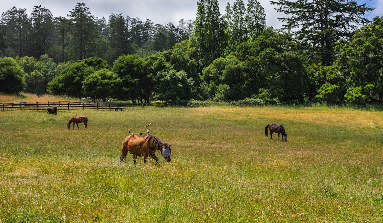 services-img Horses peacefully grazing in a lush green field on a sunny summer day.