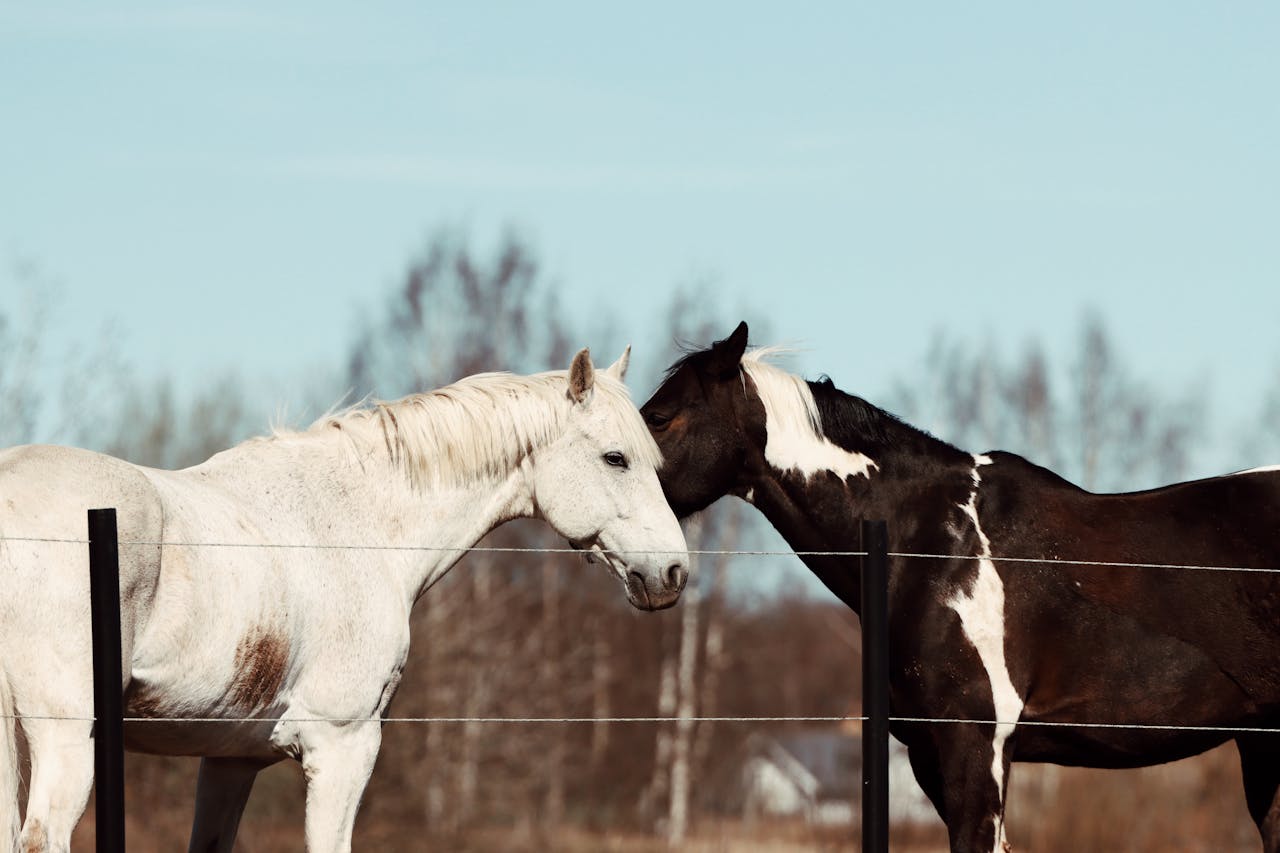 Two horses affectionately nuzzling in a Jönköping pasture, Sweden.