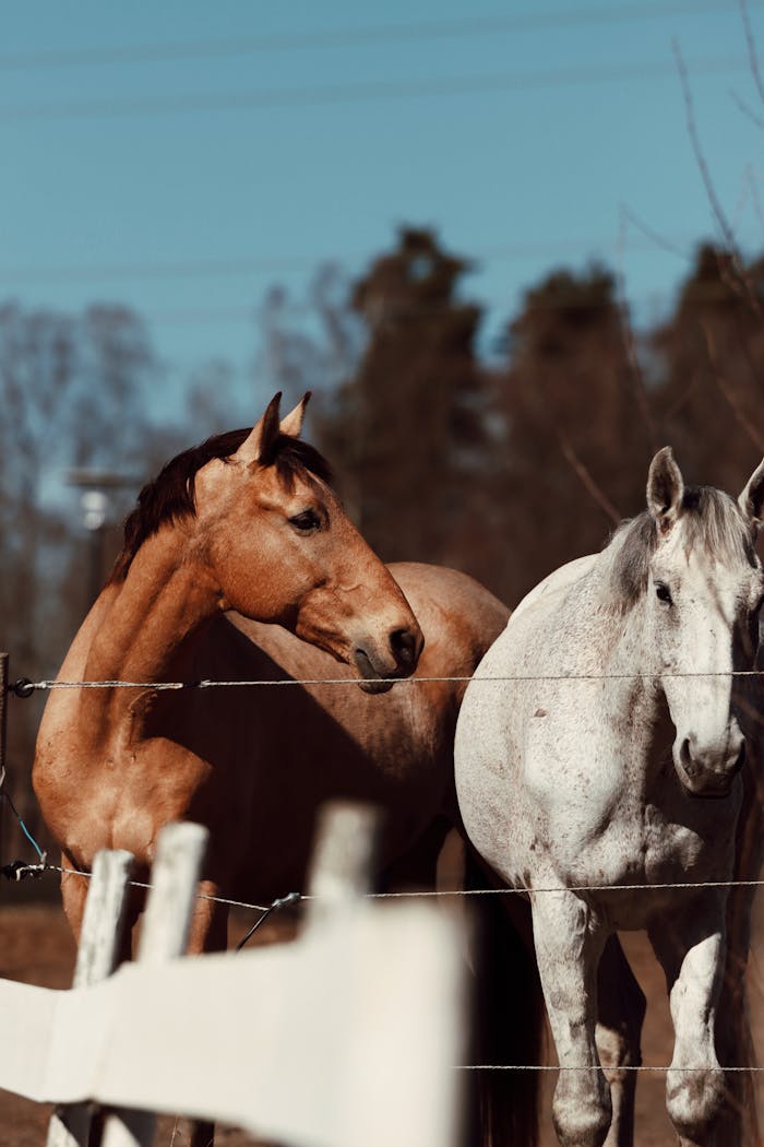 Two horses stand behind a wire fence in Jönköping, Sweden.