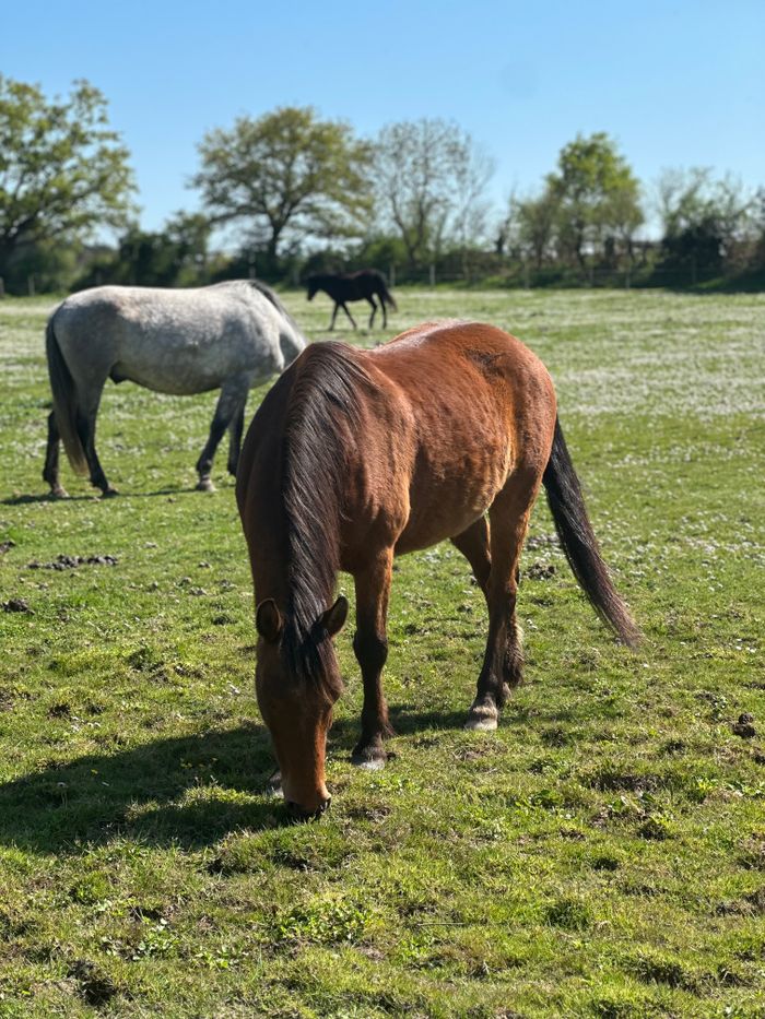 Three horses grazing calmly in a sunny countryside meadow.