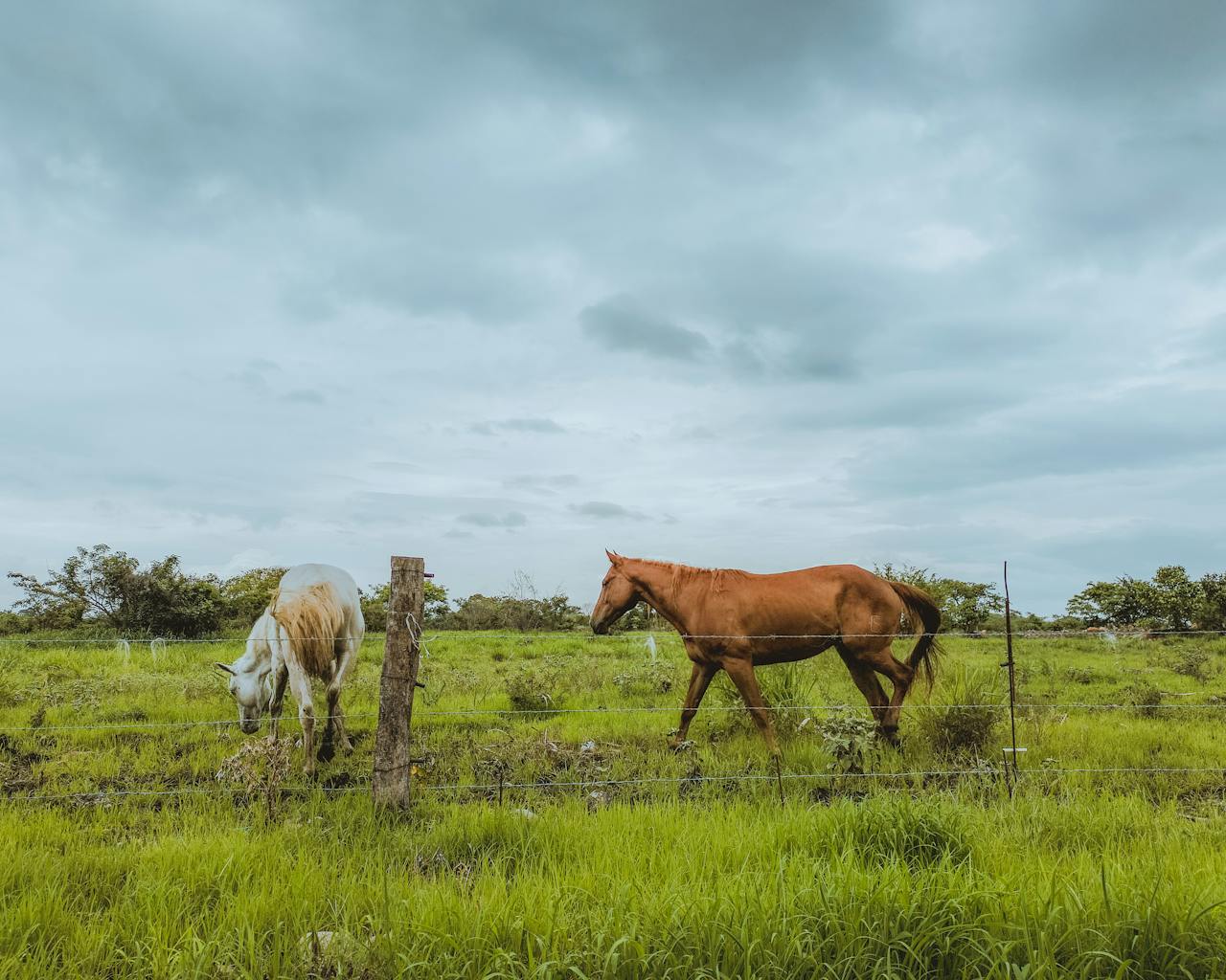 Two horses grazing peacefully in a lush green field under a cloudy sky in Veracruz, Mexico.