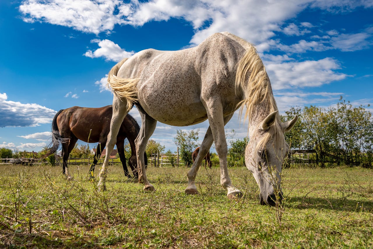 Two horses graze peacefully in a sunny field under blue skies, Garešnica, Croatia.