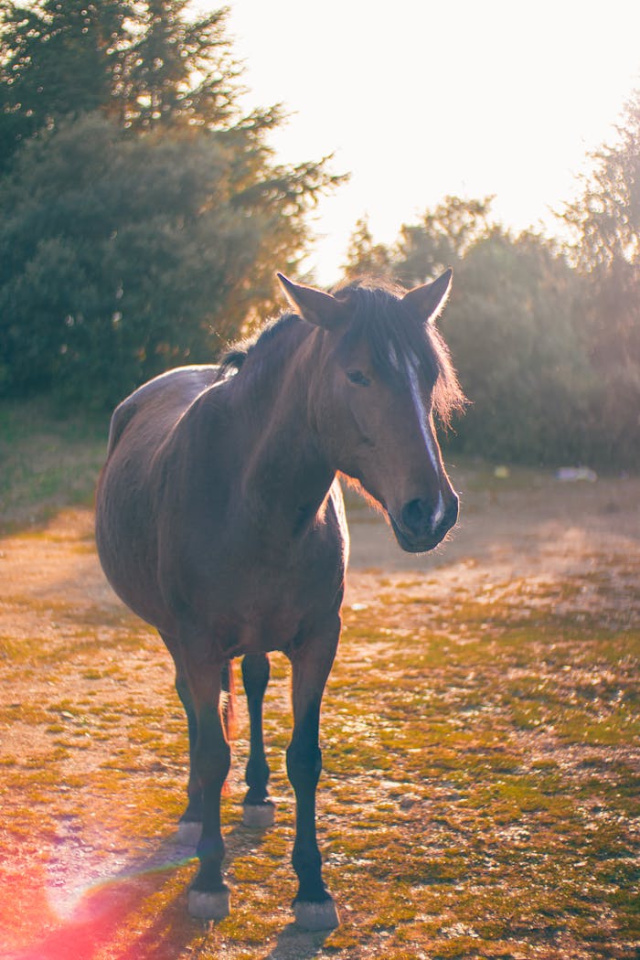 contact-img A beautiful brown horse stands in a sunlit meadow, capturing the essence of nature's tranquility.