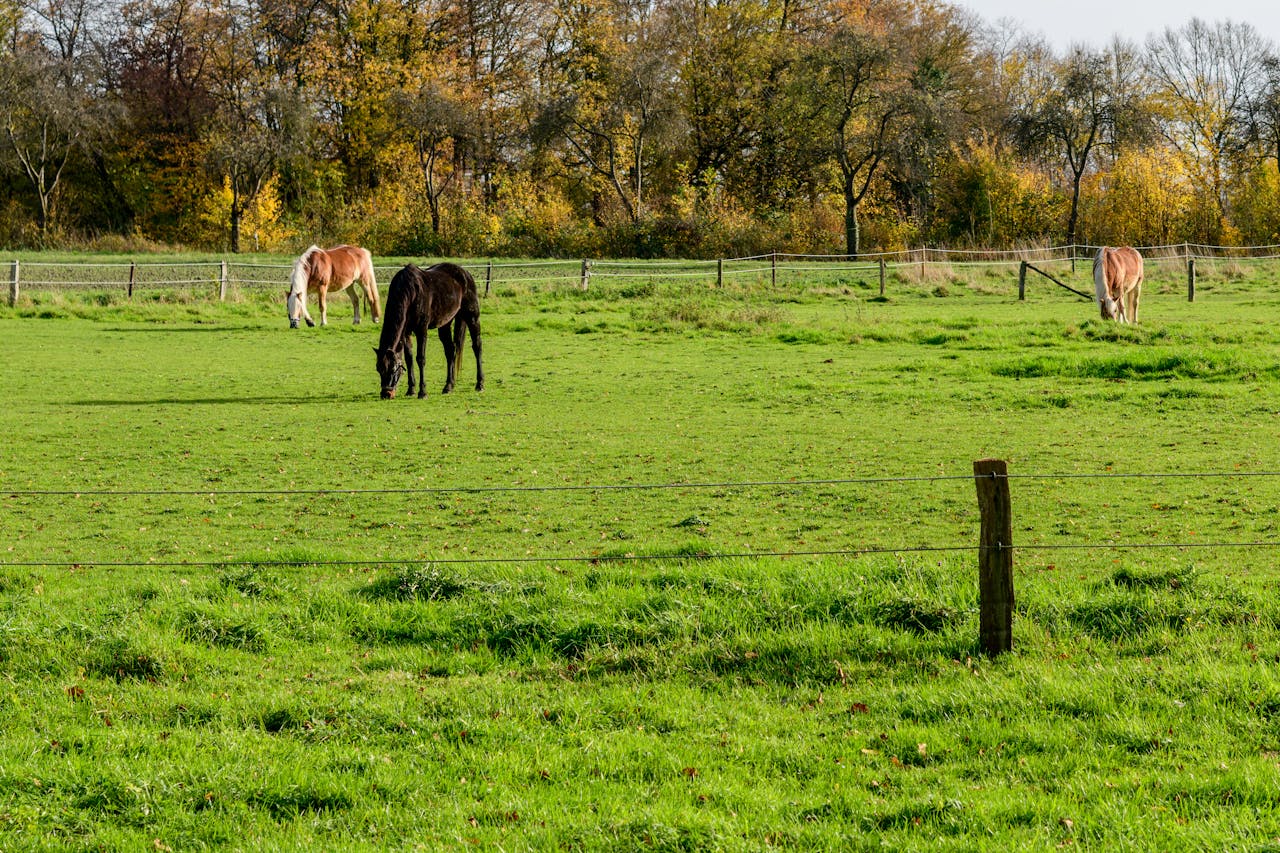 ours-journey A serene autumn scene featuring horses grazing in a vibrant green pasture surrounded by colorful trees.