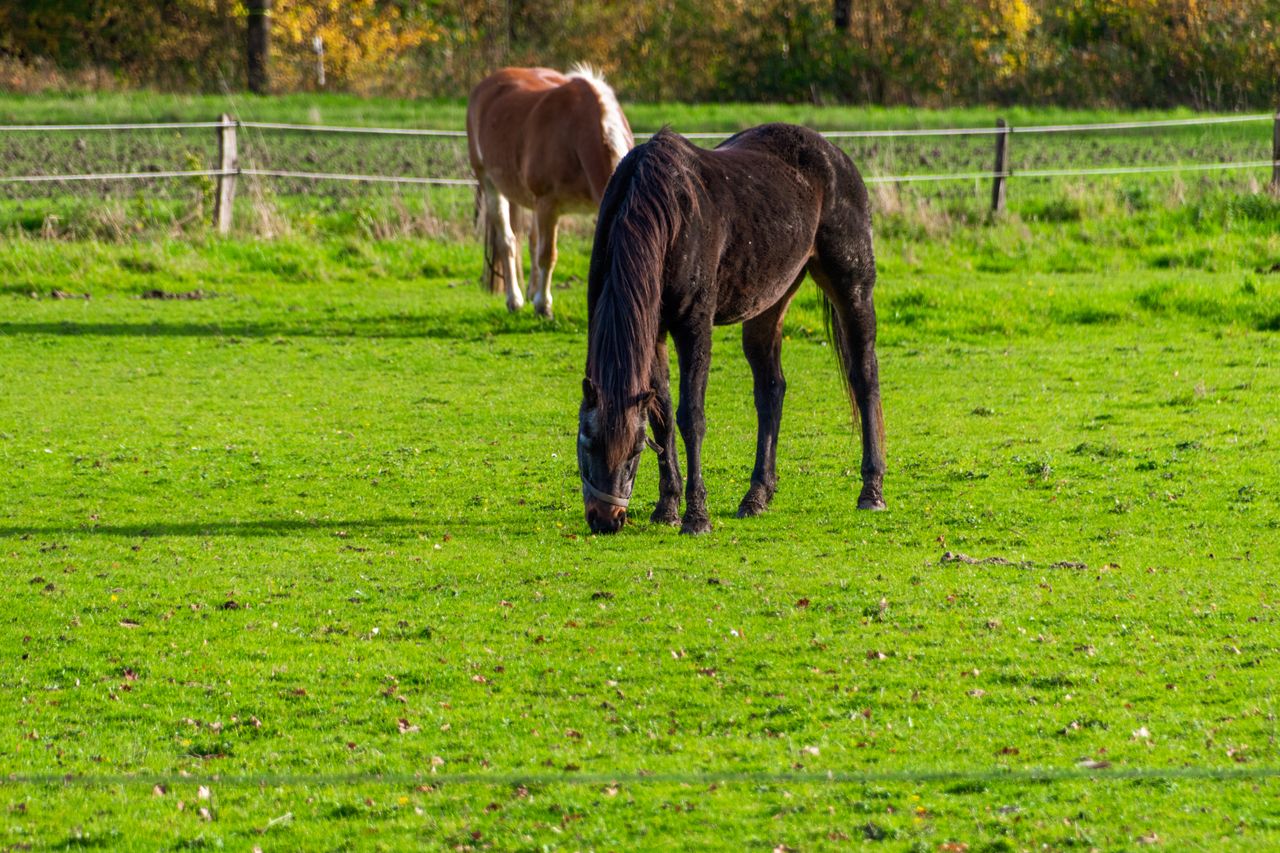 Two horses grazing peacefully on a lush green field during a sunny day.