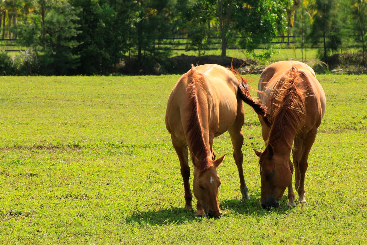 Two chestnut horses grazing peacefully in a lush green pasture under the sun.