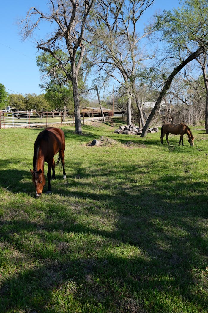 Serene countryside with horses grazing on a sunny day in Sunnyvale, Texas.