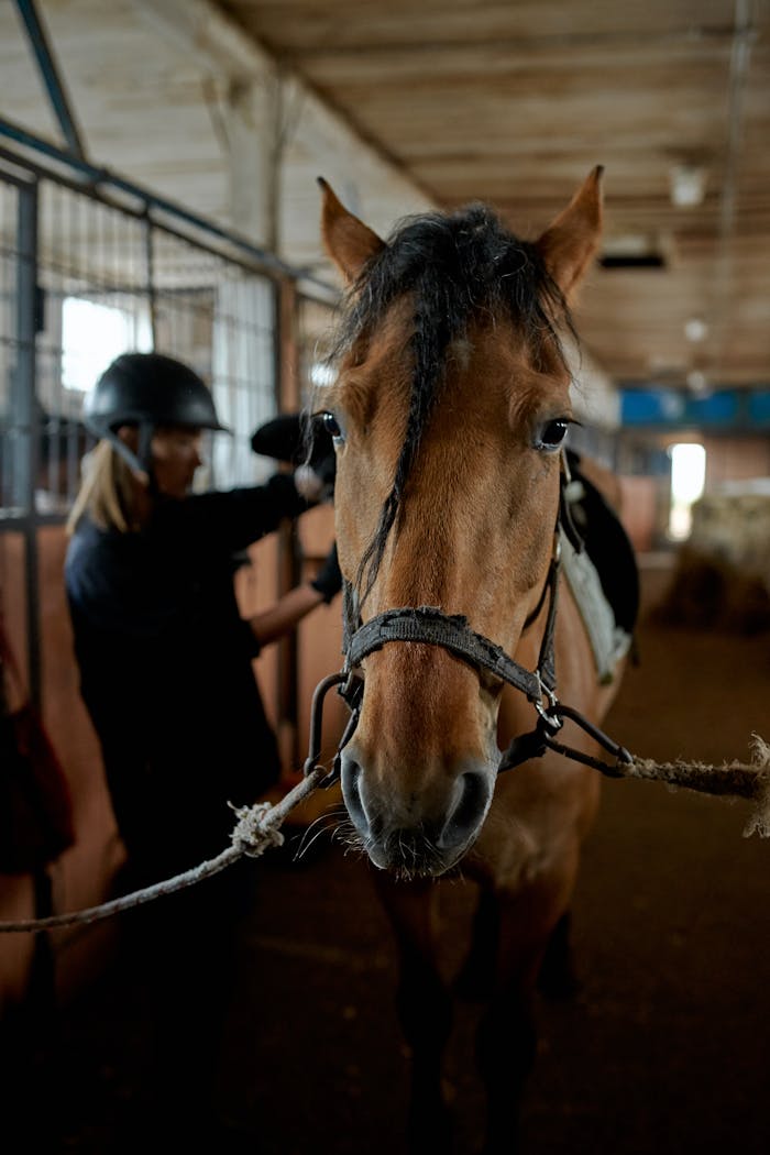 Back view of anonymous horsewoman putting saddle on back of chestnut stallion in stable
