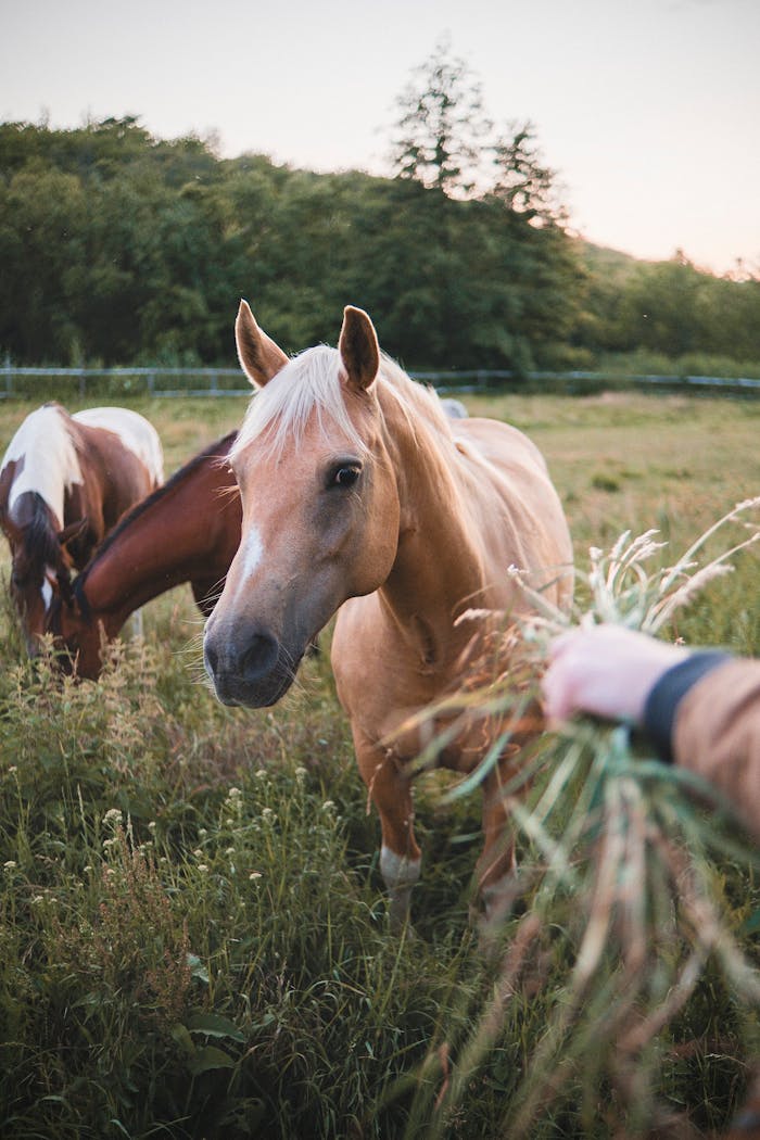A serene scene of horses grazing in a rural field, embodying pastoral tranquility.