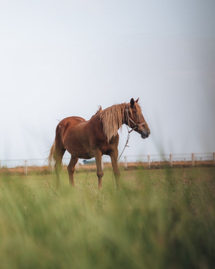 services-01 Brown horse standing gracefully in a grassy field under a clear sky, captured in a natural setting.